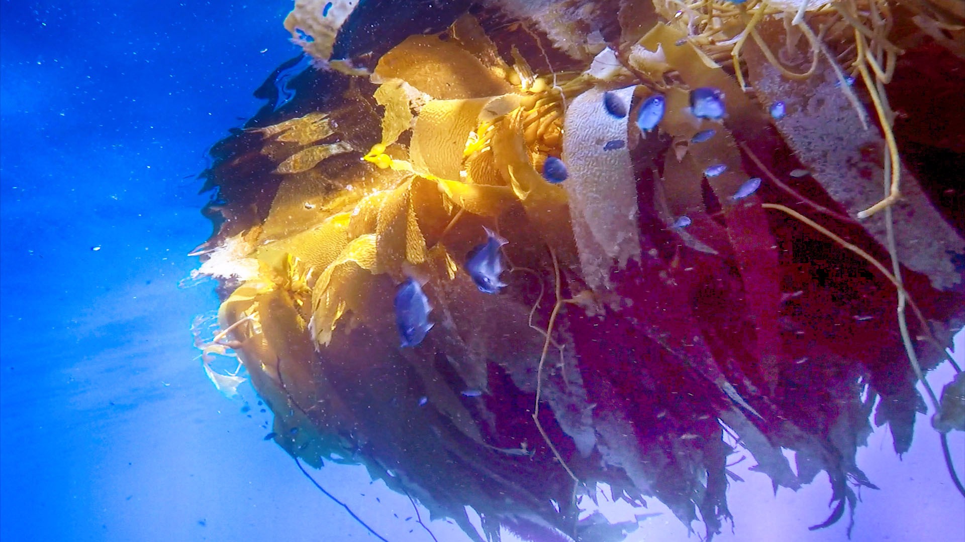 Kelp and Blue Fish